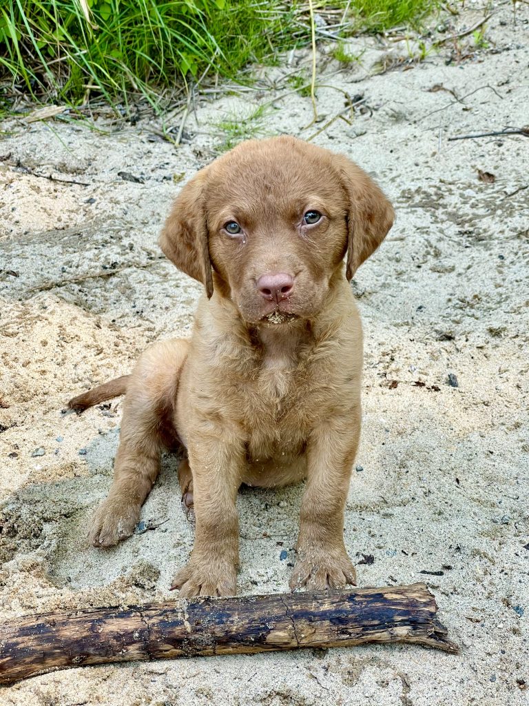 Chesapeake bay retriever puppy in the sand