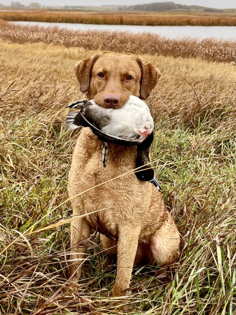 Chesapeake Bay Retriever with duck. Master hunter.